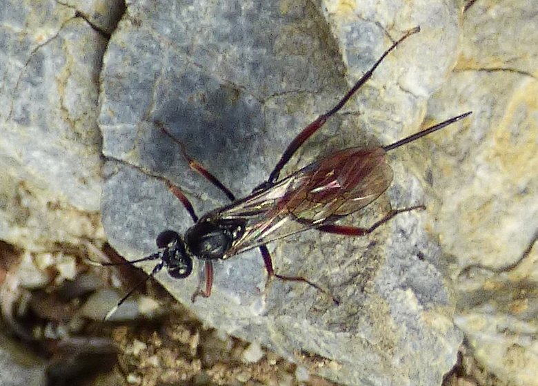 Ichneumonidae?  S, Ichneumonidae Cryptinae Cryptini